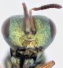 Coelopisthia areolata